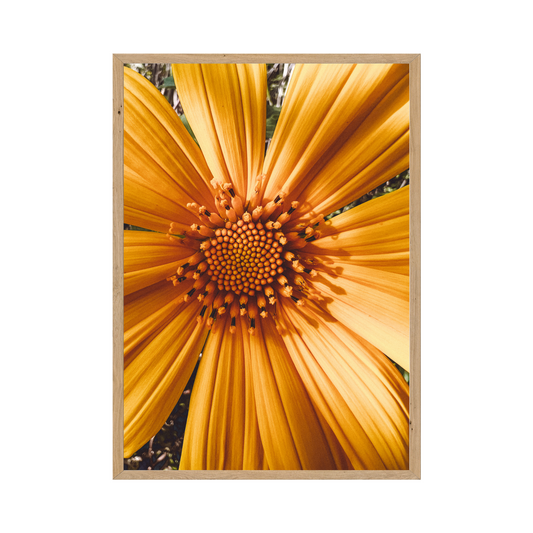 Golden Splendor: A Vibrant Yellow Flower - Printable Wall Art