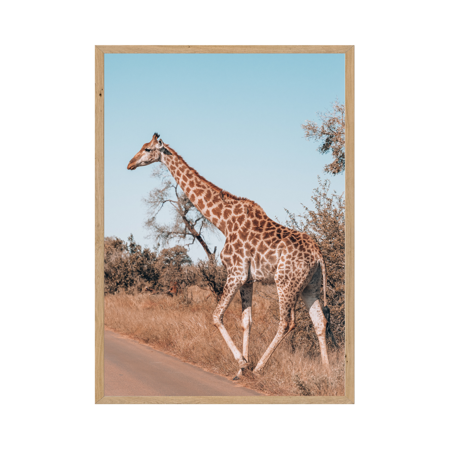 Graceful Majesty: African Giraffe - Original Photography Art